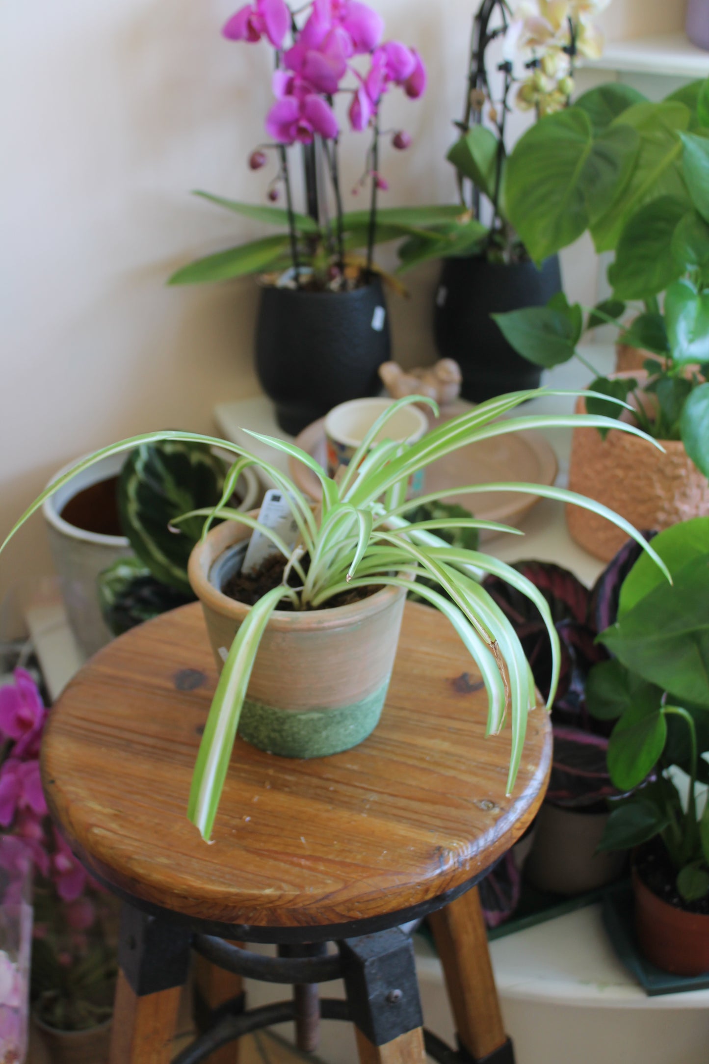 Spider Plant