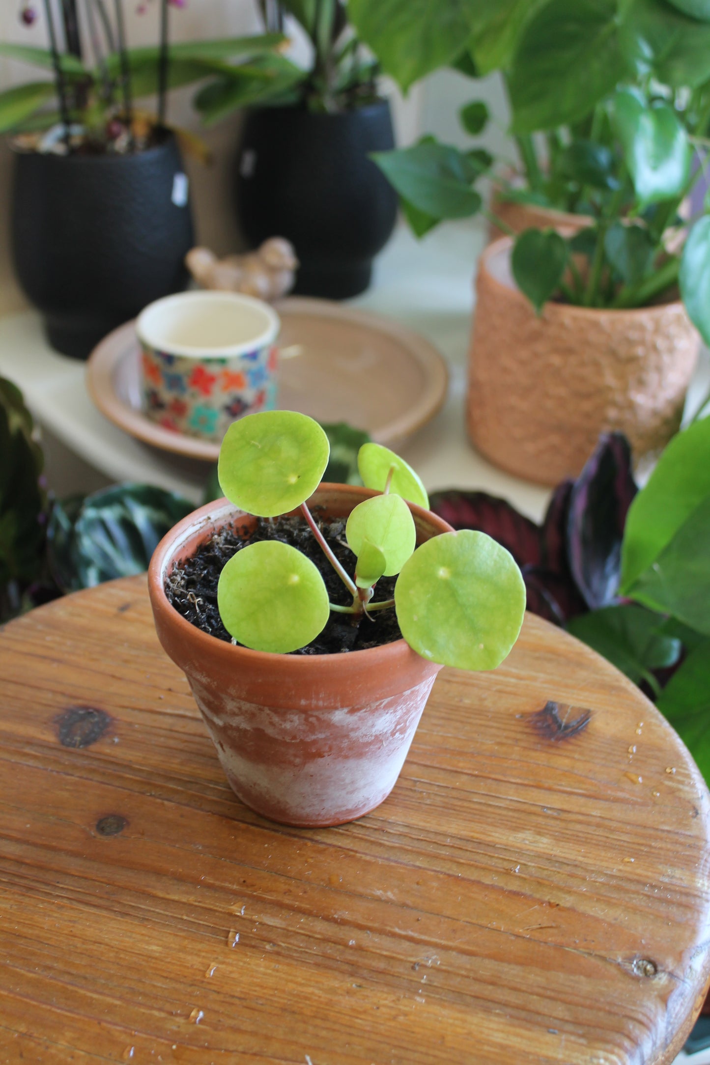 Money Plant in Terracotta