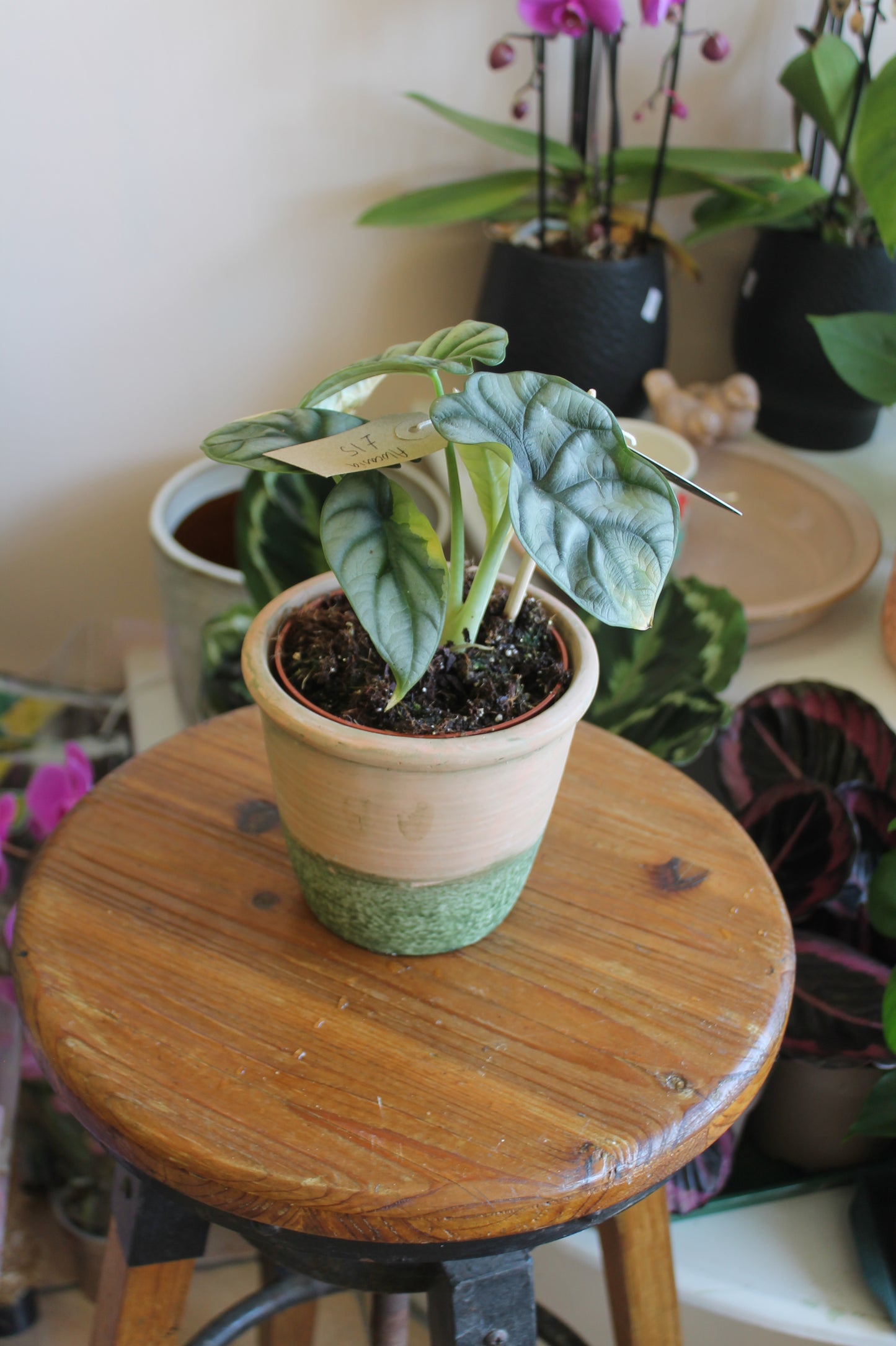 Alocasia