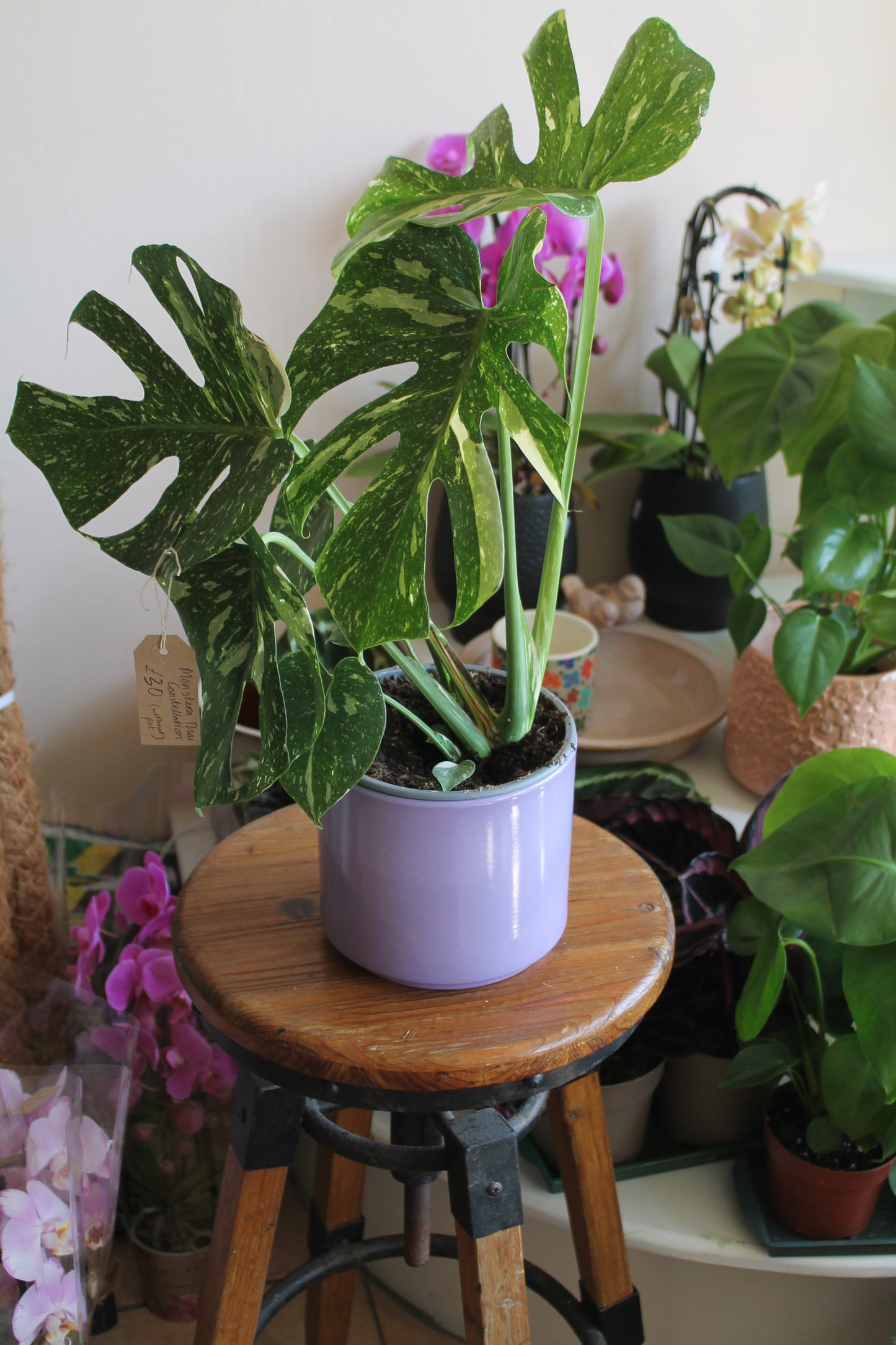Monstera Thai Constellation