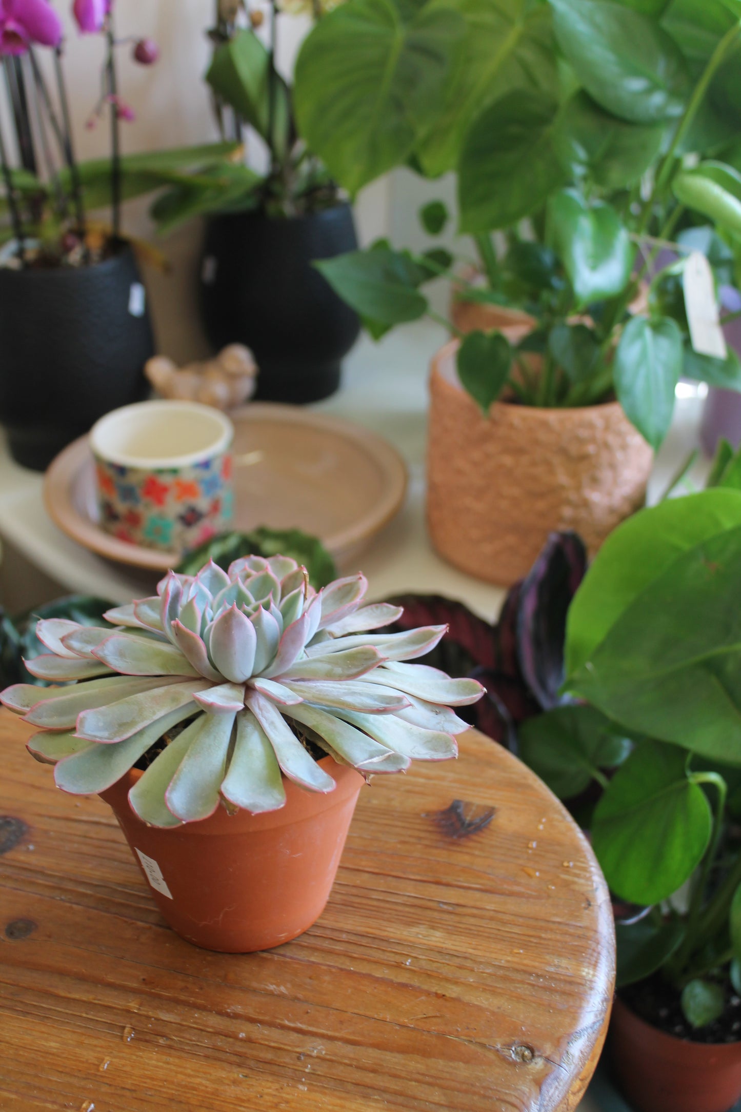 Succulent in Terracotta