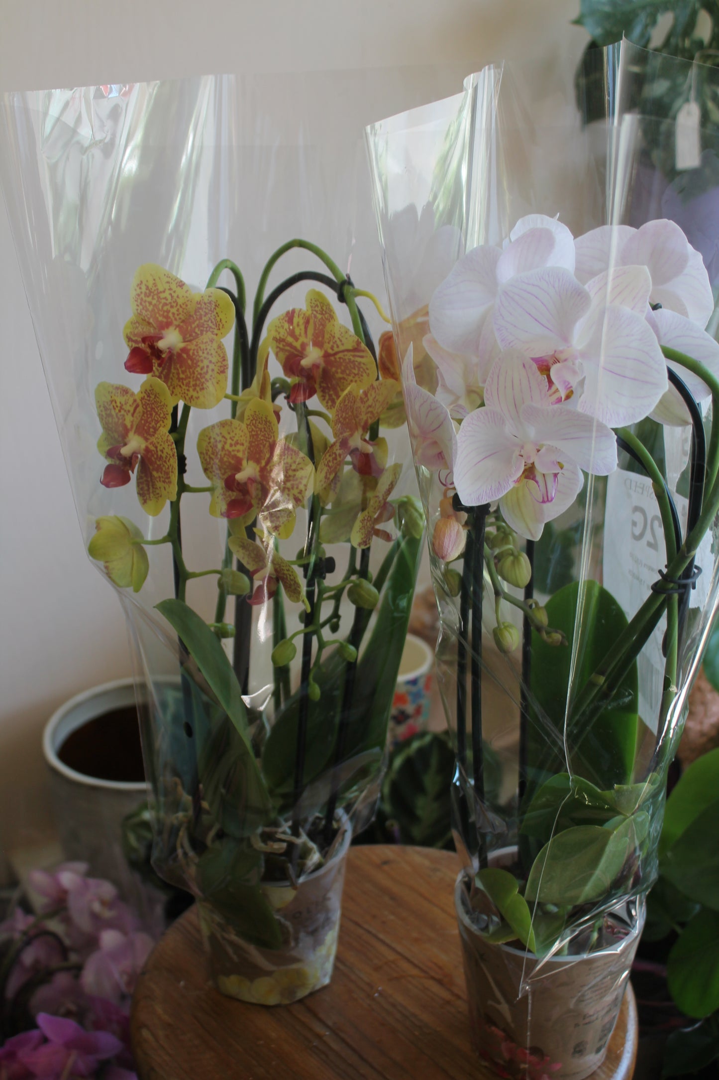 Cascade Orchid