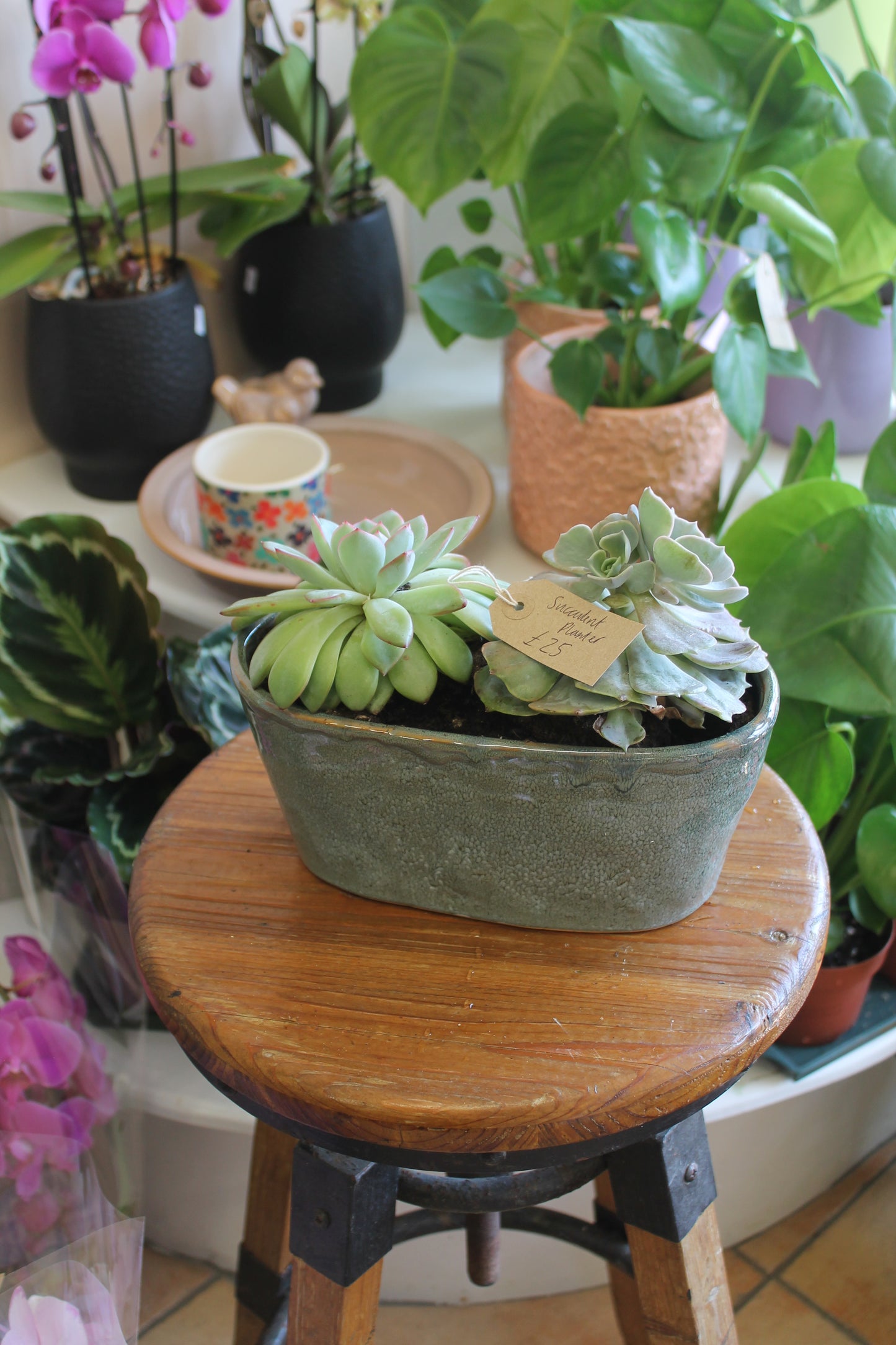 Succulent Planter