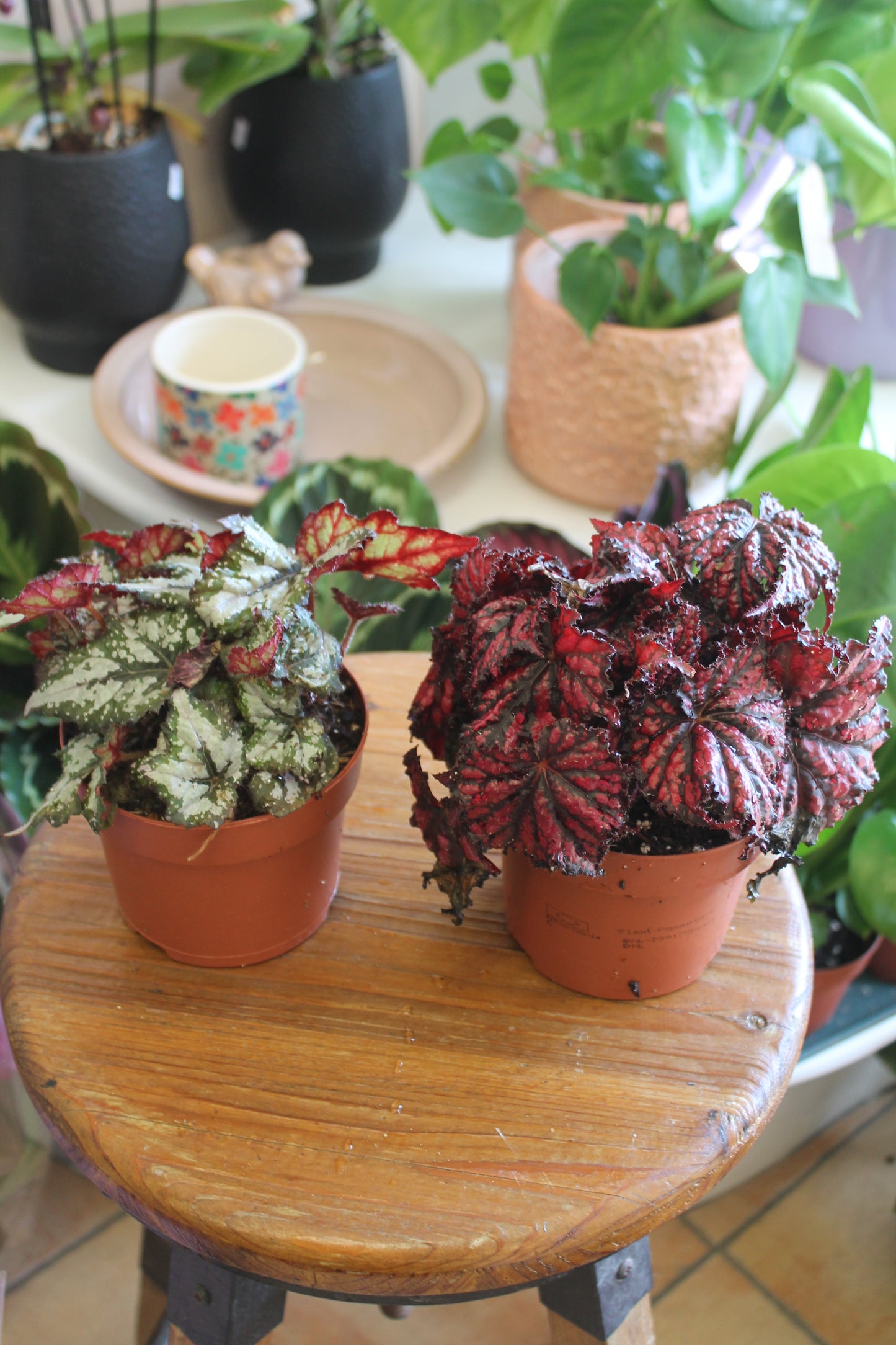 Begonia