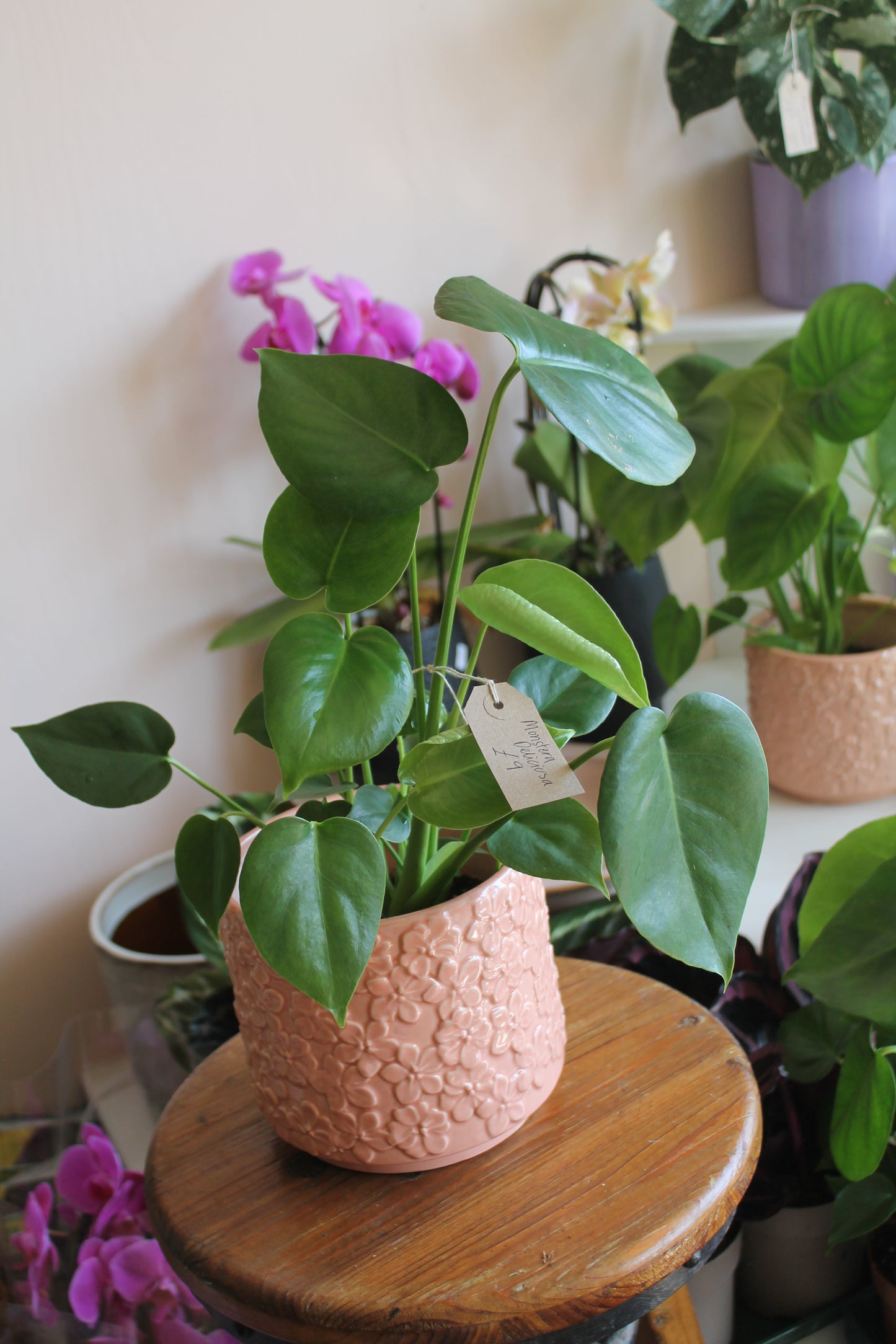 Monstera Deliciosa
