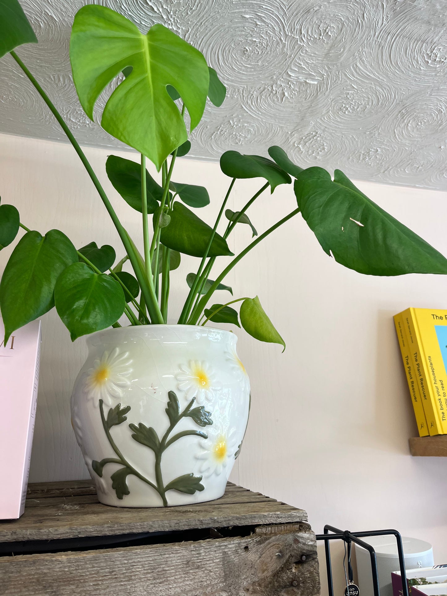 Daisy Plant Pot