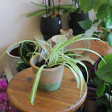 Spider Plant