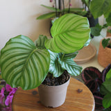 Calathea
