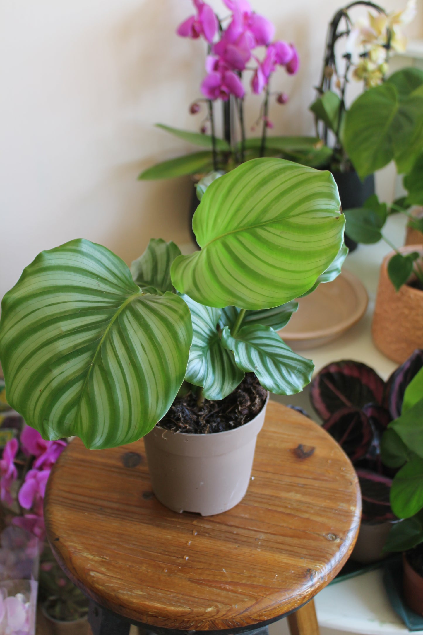 Calathea