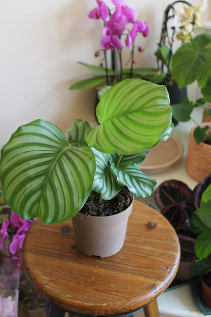 Calathea