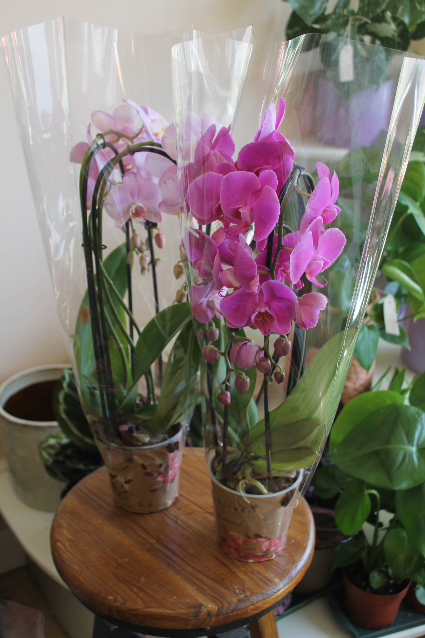 Cascade Orchid
