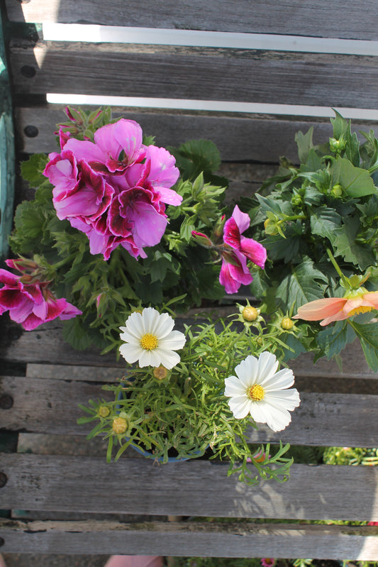 Garden Trio
