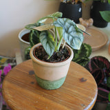 Alocasia