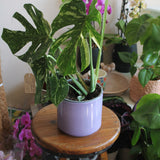 Monstera Thai Constellation