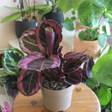 Calathea