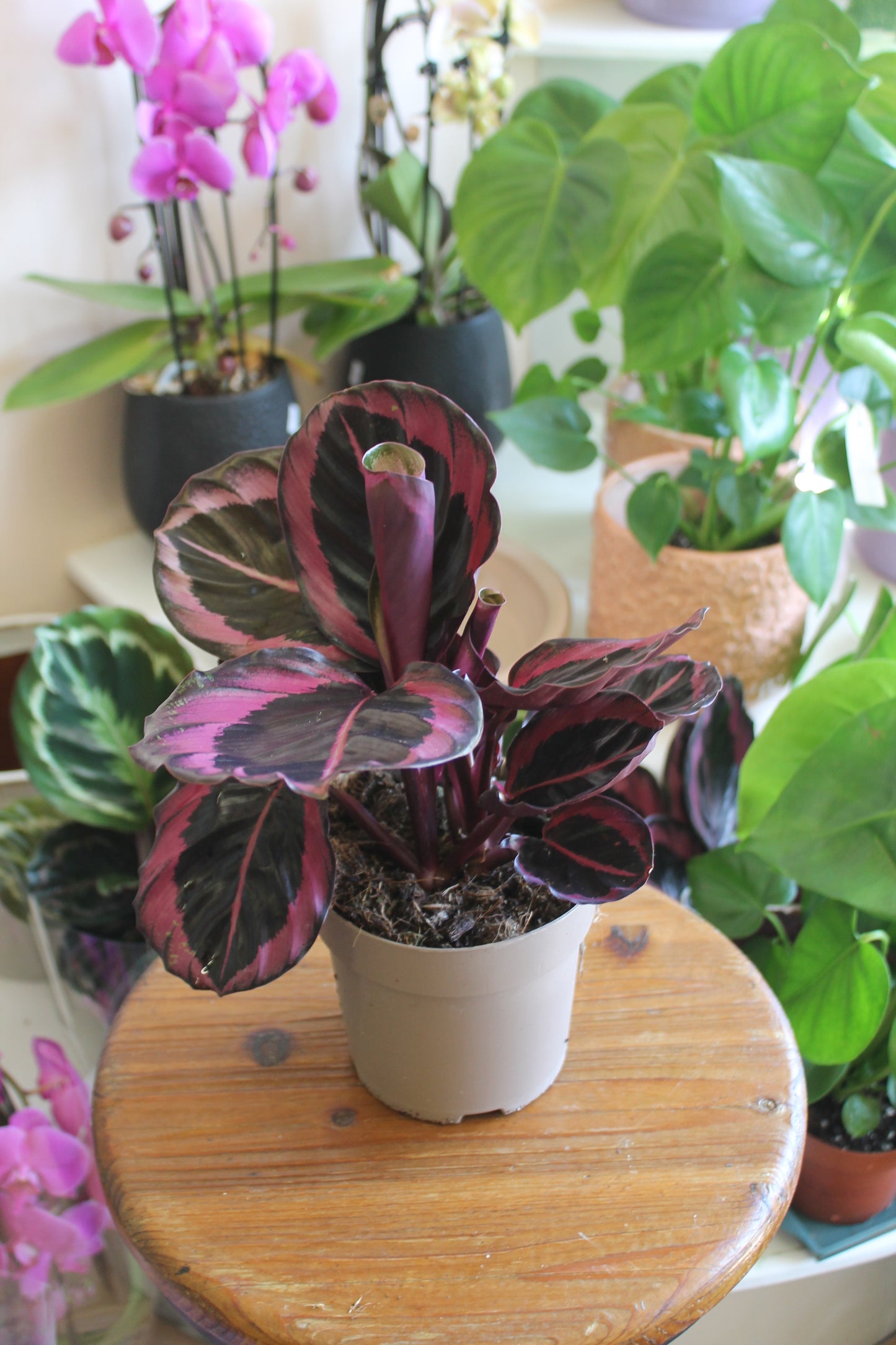 Calathea