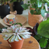 Succulent in Terracotta