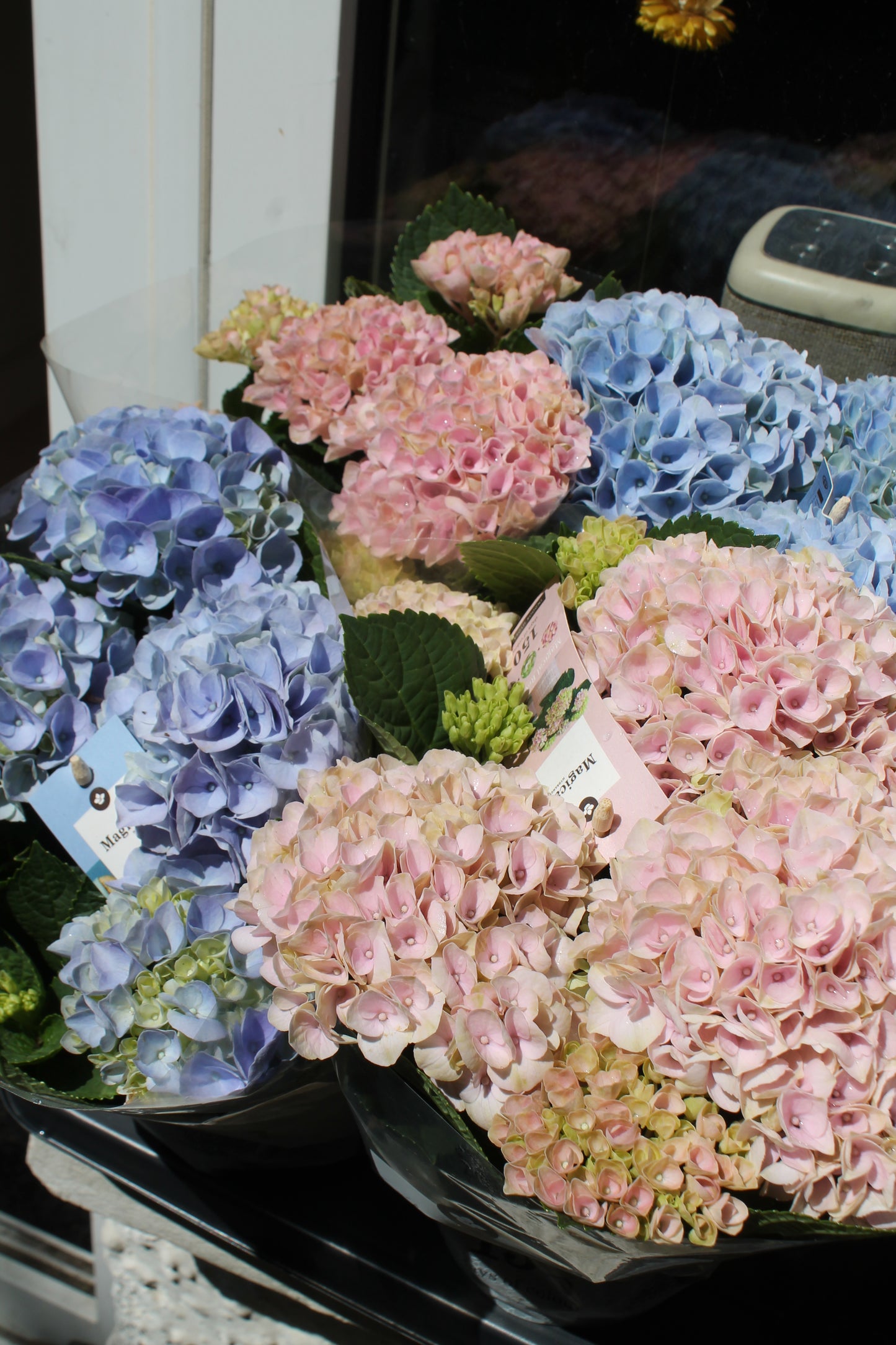 Hydrangea plant