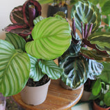Calathea