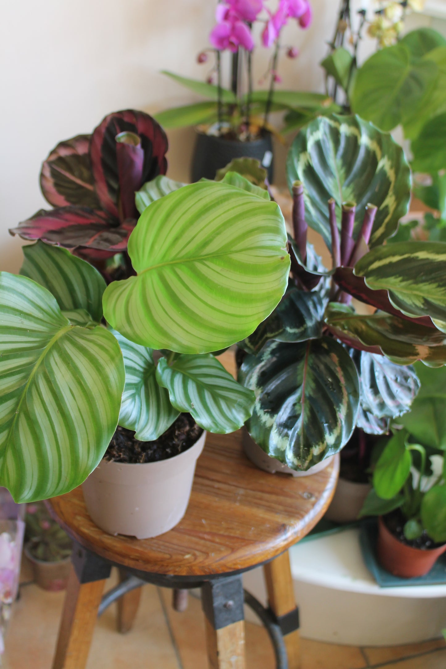 Calathea