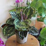 Calathea