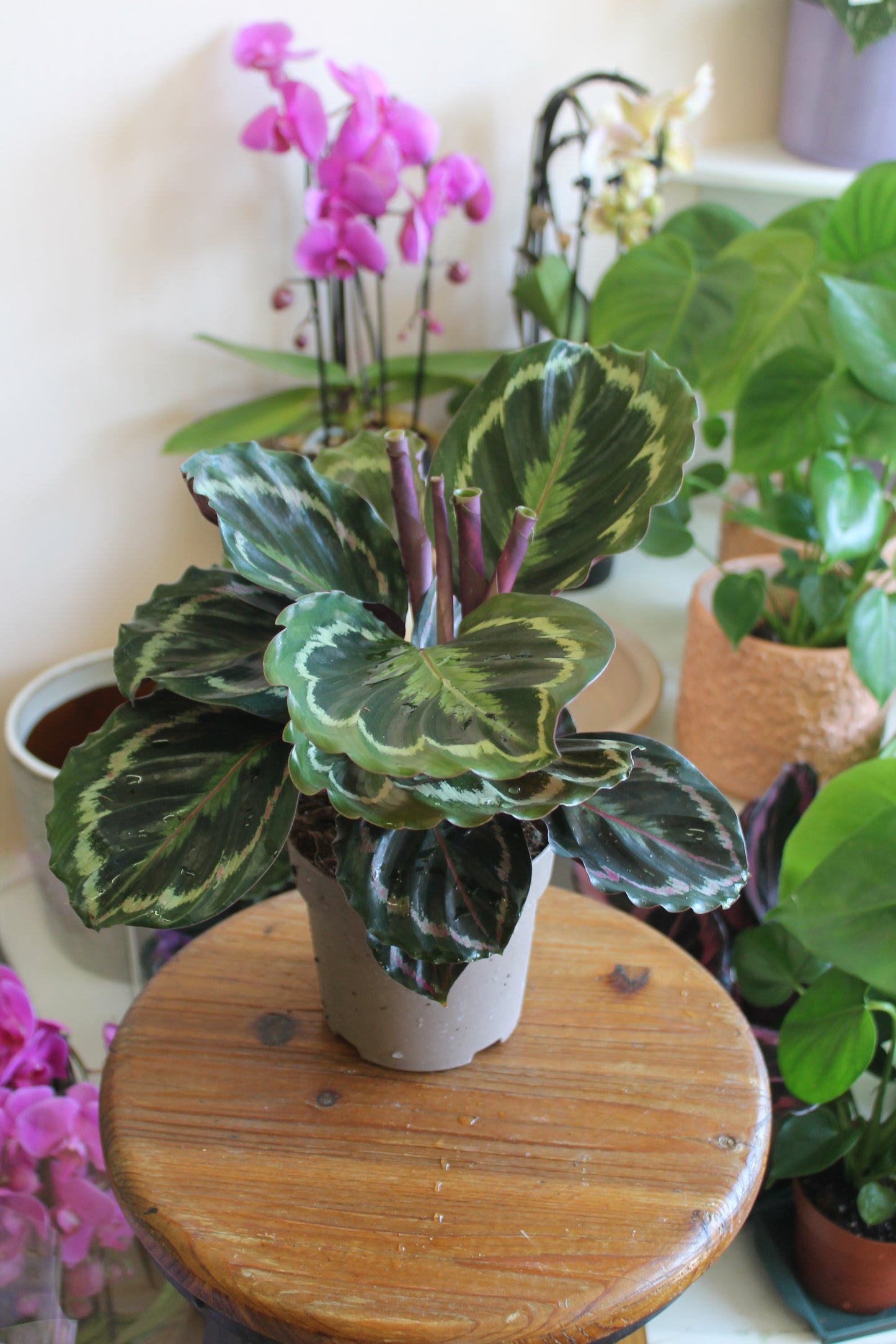 Calathea