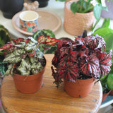 Begonia