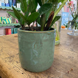 Green plant pot
