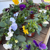 Viola