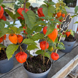 Chinese Lantern