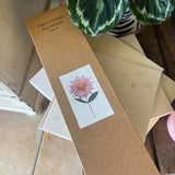 Paper Decorations