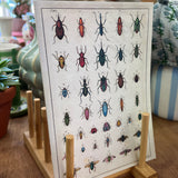 Insect Notebook
