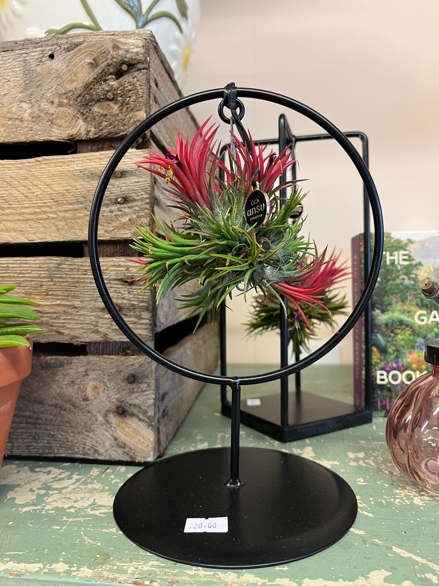 Circular Air Plant