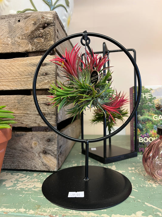 Circular Air Plant