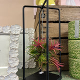 Rectangular Air Plant