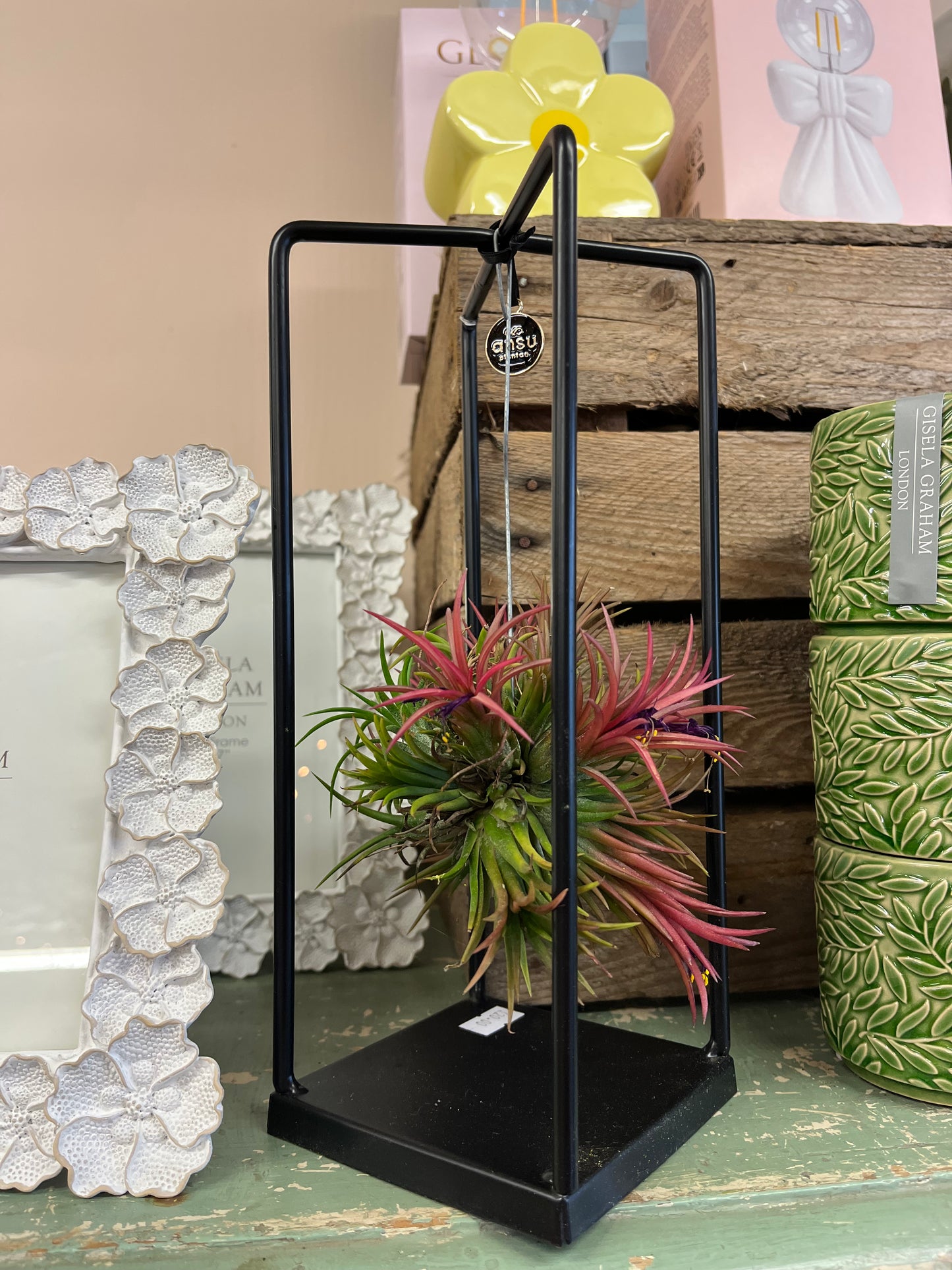 Rectangular Air Plant