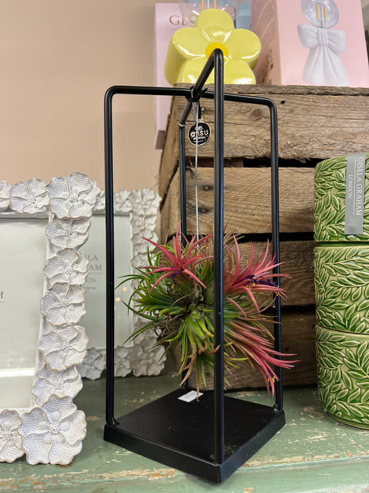 Rectangular Air Plant