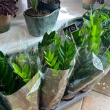 ZZ's Plant