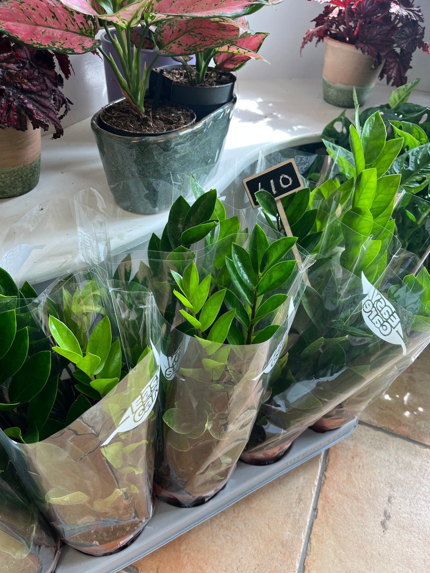 ZZ's Plant