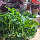 Little Monstera