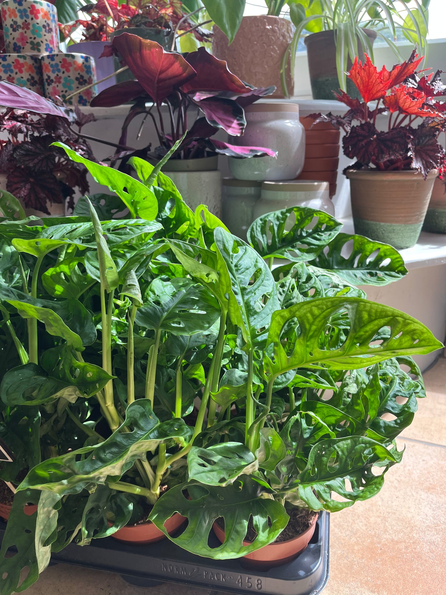 Little Monstera