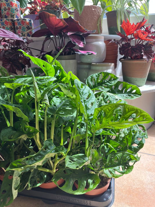 Little Monstera