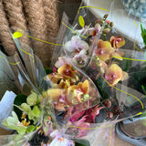 Orchids