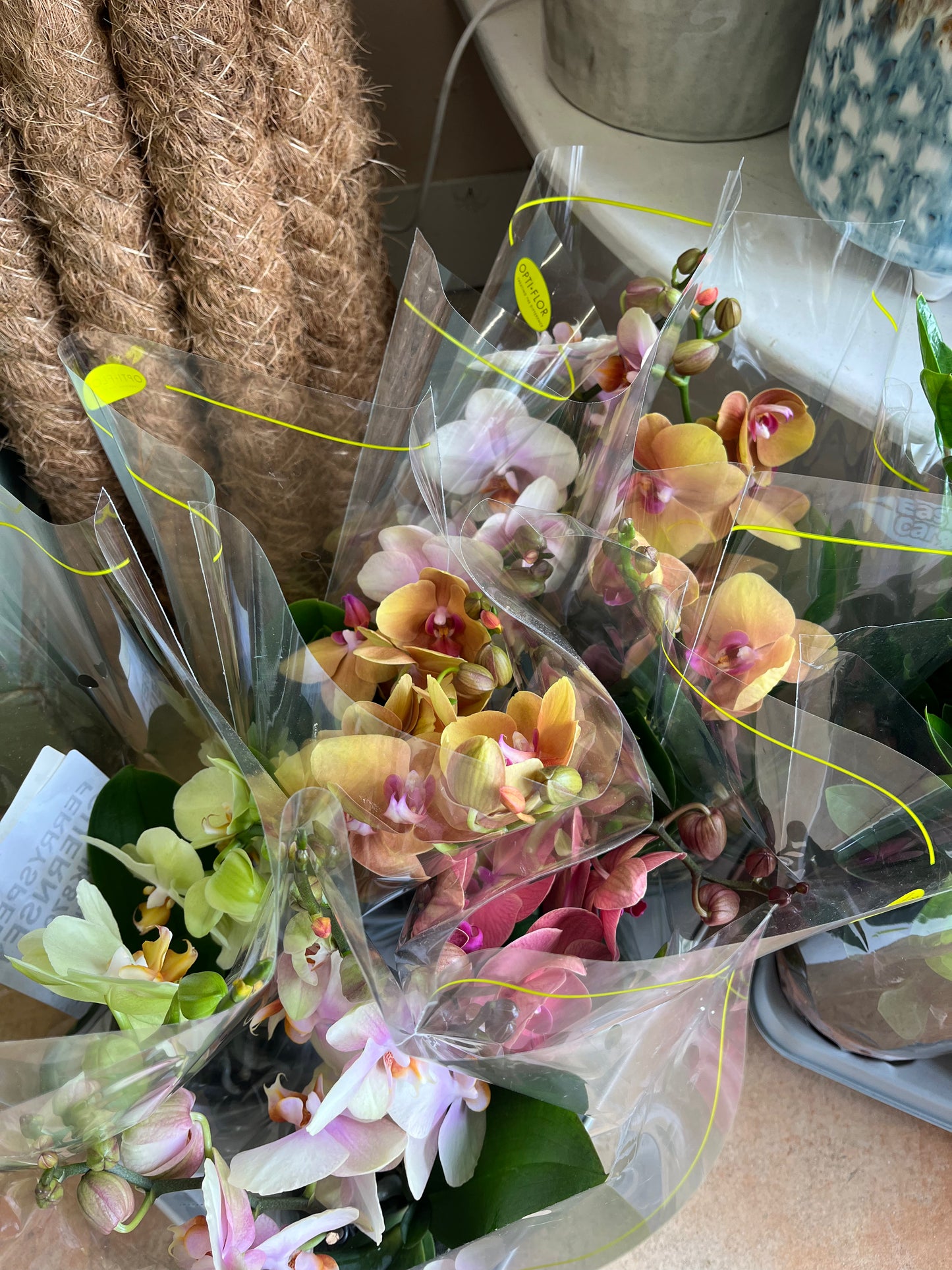 Orchids