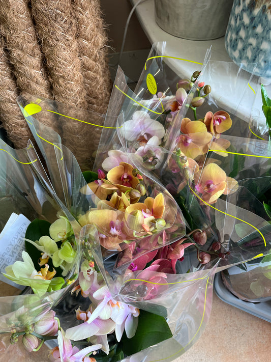 Orchids