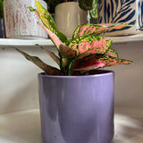 Purple Pot