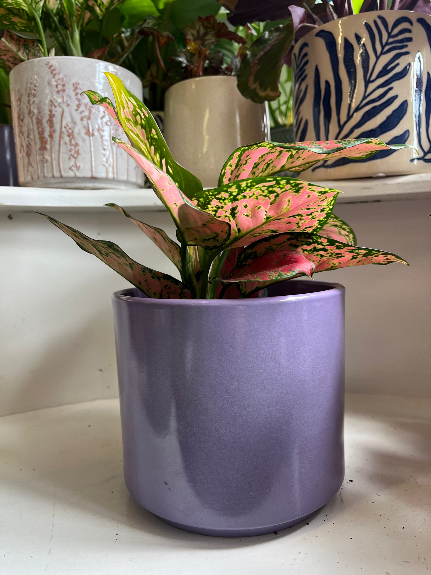 Purple Pot