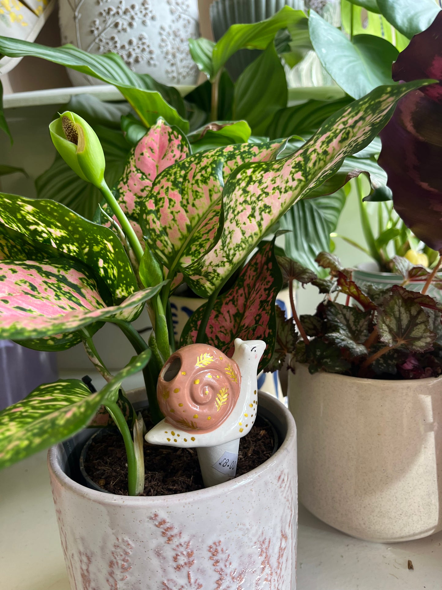Snail Plant Watering Spike