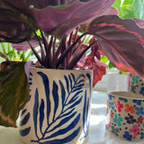 Blue Leafed Pot