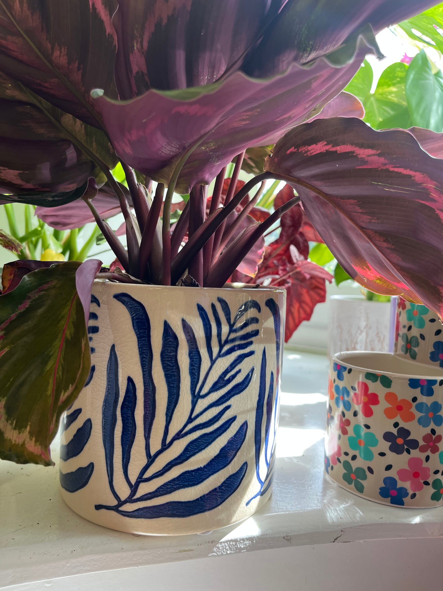 Blue Leafed Pot